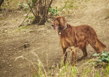 Parktaki köpek. İrlanda Ayarlayıcı