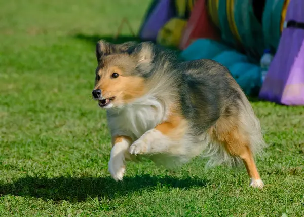 Çeviklik yarışmasında Shetland köpeği.