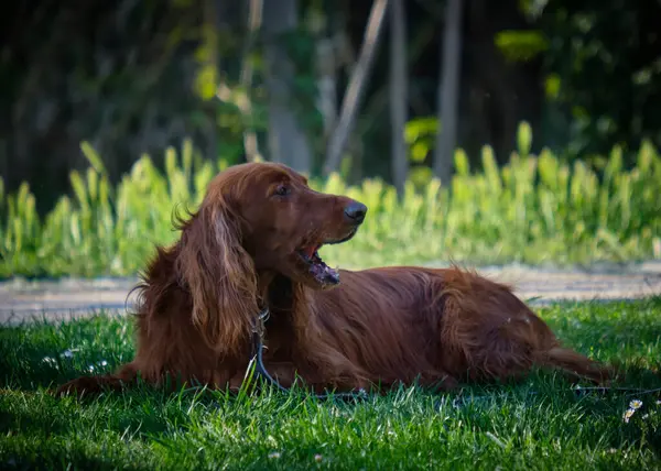 Şirin bir köpeğin portresi. İrlanda Ayarlayıcı