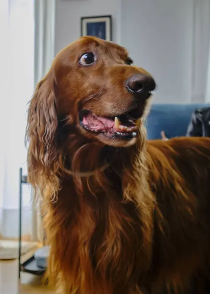 Odadaki köpek portresi. İrlanda Setter.
