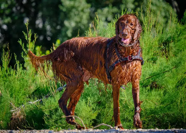 Islak yolda koşan bir köpek. İrlanda Ayarlayıcı