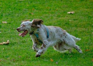 Doğada sevimli bir İngiliz Setter köpeğinin dikey çekimi.
