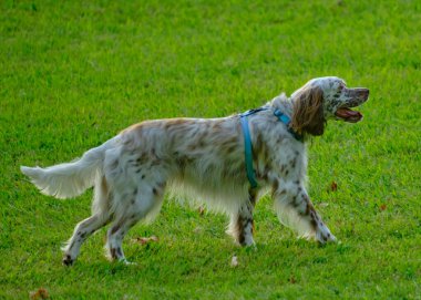 Doğada sevimli bir İngiliz Setter köpeğinin dikey çekimi.