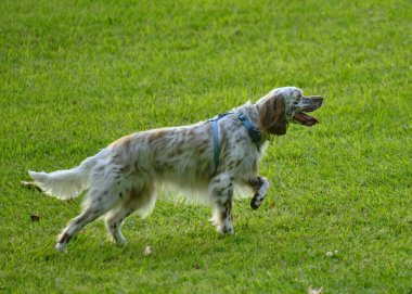 Doğada sevimli bir İngiliz Setter köpeğinin dikey çekimi.