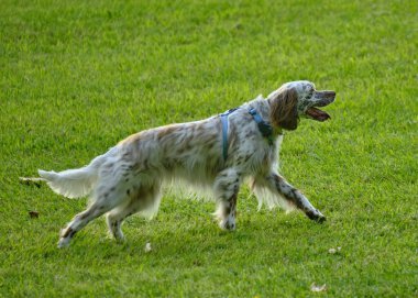 Doğada sevimli bir İngiliz Setter köpeğinin dikey çekimi.