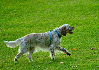 Doğada sevimli bir İngiliz Setter köpeğinin dikey çekimi.