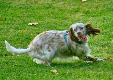 Doğada sevimli bir İngiliz Setter köpeğinin dikey çekimi.