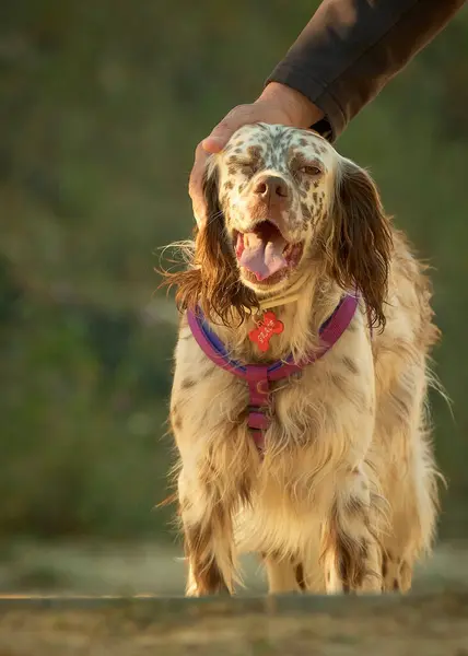 Sahibi olan sevimli bir labrador köpeğinin portresi. Yakın plan portre. yüksek kaliteli fotoğraf