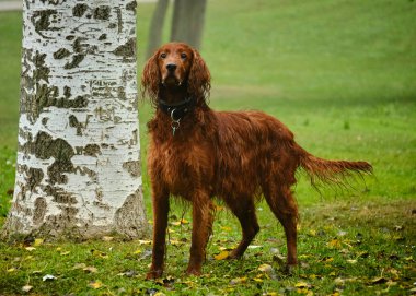 Yetişkin bir köpeğin portresi. İrlanda Ayarlayıcı
