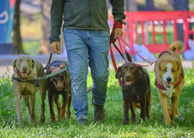Parkta köpekli bir adam yürüyor.