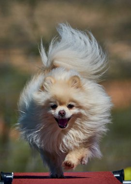 Yeşil parkta koşan Pomeranya köpekleri. Çeviklik sporu
