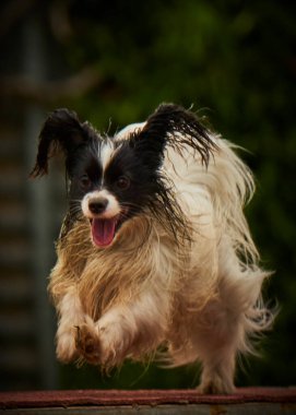 Yeşil parkta koşan Pomeranya köpekleri. Çeviklik sporu