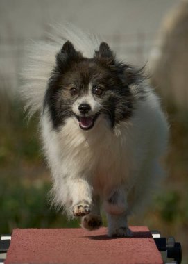 Yeşil parkta koşan Pomeranya köpekleri. Çeviklik sporu
