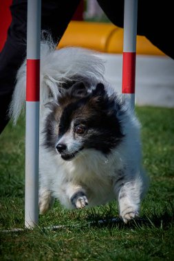 Yeşil parkta koşan Pomeranya köpekleri. Çeviklik sporu