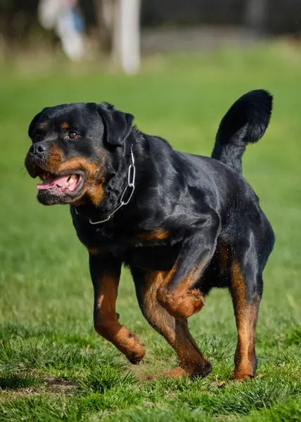 Çayırdaki Rottweiler köpeği. yüksek kaliteli fotoğraf.