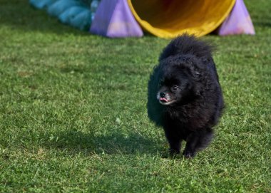 Yeşil parkta koşan Pomeranya köpekleri. Çeviklik sporu