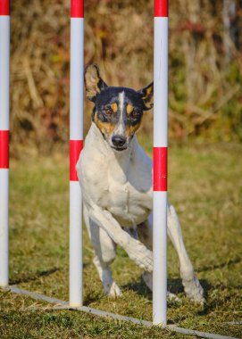 Çeviklik eğitimi alan bir köpek. Av köpeği.