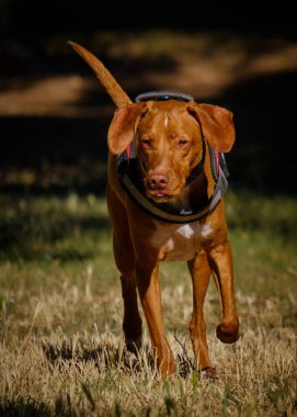 Ormandaki bir köpeğin portresi. Av köpeği.