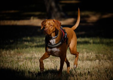 Tarladaki bir köpeğin portresi. Av köpeği.