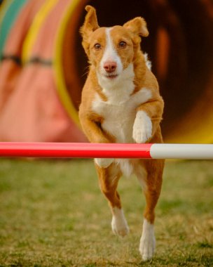 Köpek çeviklik çizgisi üzerinde koşuyor. Av köpeği.