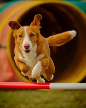 Zıplayan sevimli bir köpek. yüksek kaliteli fotoğraf. Av köpeği.