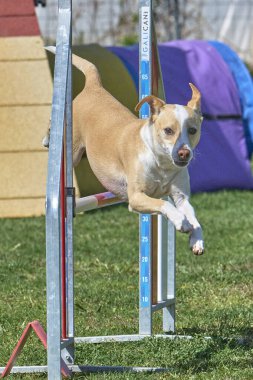Çeviklik kursunda bir köpek. çeviklik