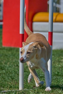 Köpek çeviklik içinde zıplıyor