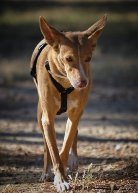 Köpek çiftliği Yazın chihuahua