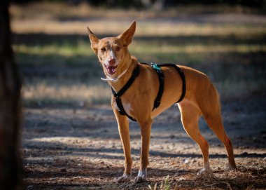 Parktaki köpek. Av köpeği.