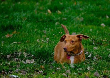 Otların arasındaki köpek