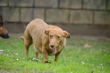 Köpek parkta oynuyor.