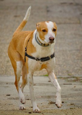 Sokaktaki sevimli av köpeği.