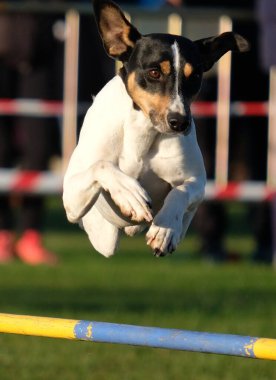 Parkta çevikliğin üzerinden atlayan köpek.