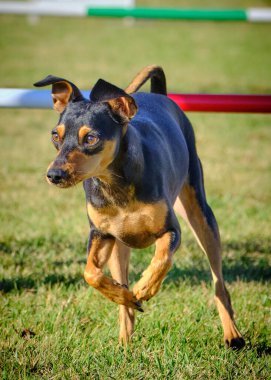 Kerpeten köpeği portresi.