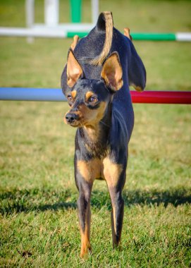 Kerpeten köpeği portresi.