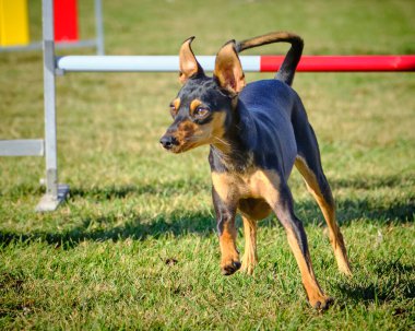 Kerpeten köpeği portresi.