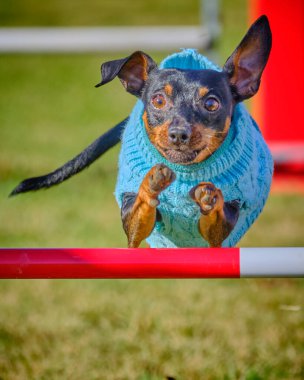 Kerpeten köpeği portresi.