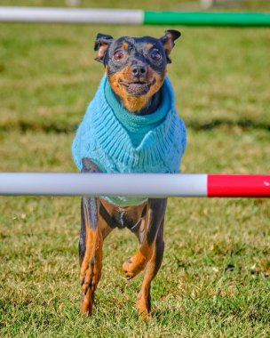 Kerpeten köpeği portresi.