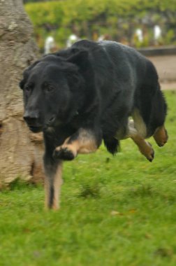Köpek çeviklik içinde zıplıyor