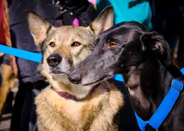 Köpek çeviklik içinde zıplıyor