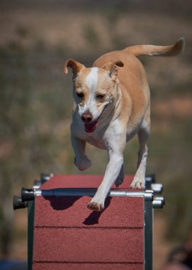 Köpek çeviklik içinde zıplıyor