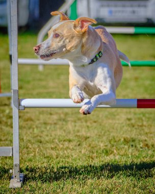 Köpek çeviklik içinde zıplıyor