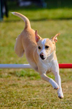 Köpek çeviklik içinde zıplıyor