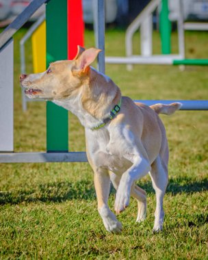 Köpek çeviklik içinde zıplıyor