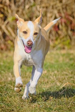 Köpek çeviklik içinde zıplıyor