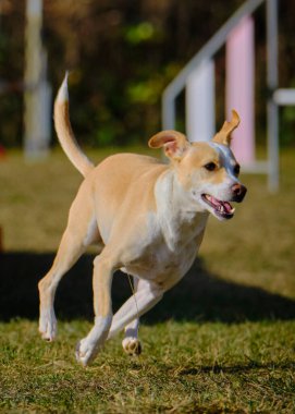 Köpek çeviklik içinde zıplıyor