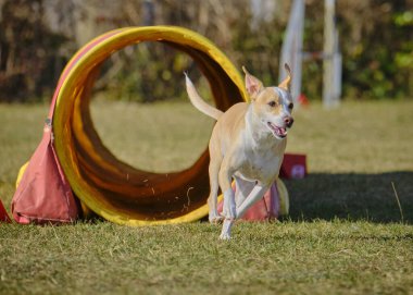 Köpek çeviklik içinde zıplıyor