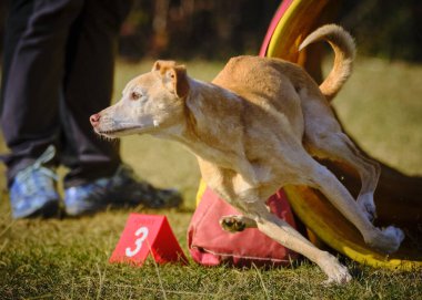 Köpek çeviklik içinde zıplıyor