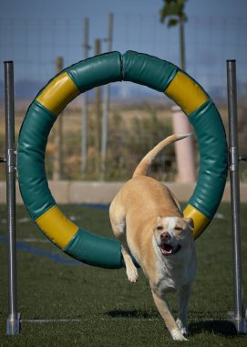 Köpek çeviklik içinde zıplıyor