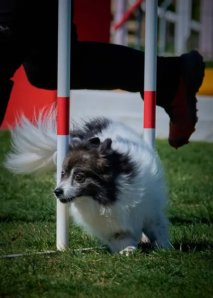Yeşil parkta koşan Pomeranya köpekleri. Çeviklik sporu